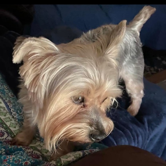 Authentic GUCCI GG Brown Canvas Coated Monogram Handbag Good Preloved Condition - Picture 9 of 9